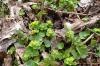 Chrysosplenium alternifolium